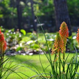 ARTIS DARIUSZ WRÓBLEWSKI - Projektujemy i urządzamy ogrody i tereny zieleni