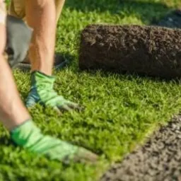 zakładamy trawniki z siewu i trawnik z rolki