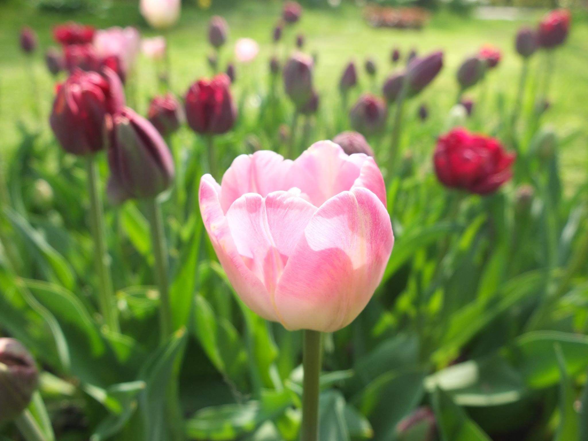 Wiosna to najlepszy czas na zakładanie ogrodów, ale rośliny cebulowe sadzimy jesienią aby pięknie zakwitły wiosną