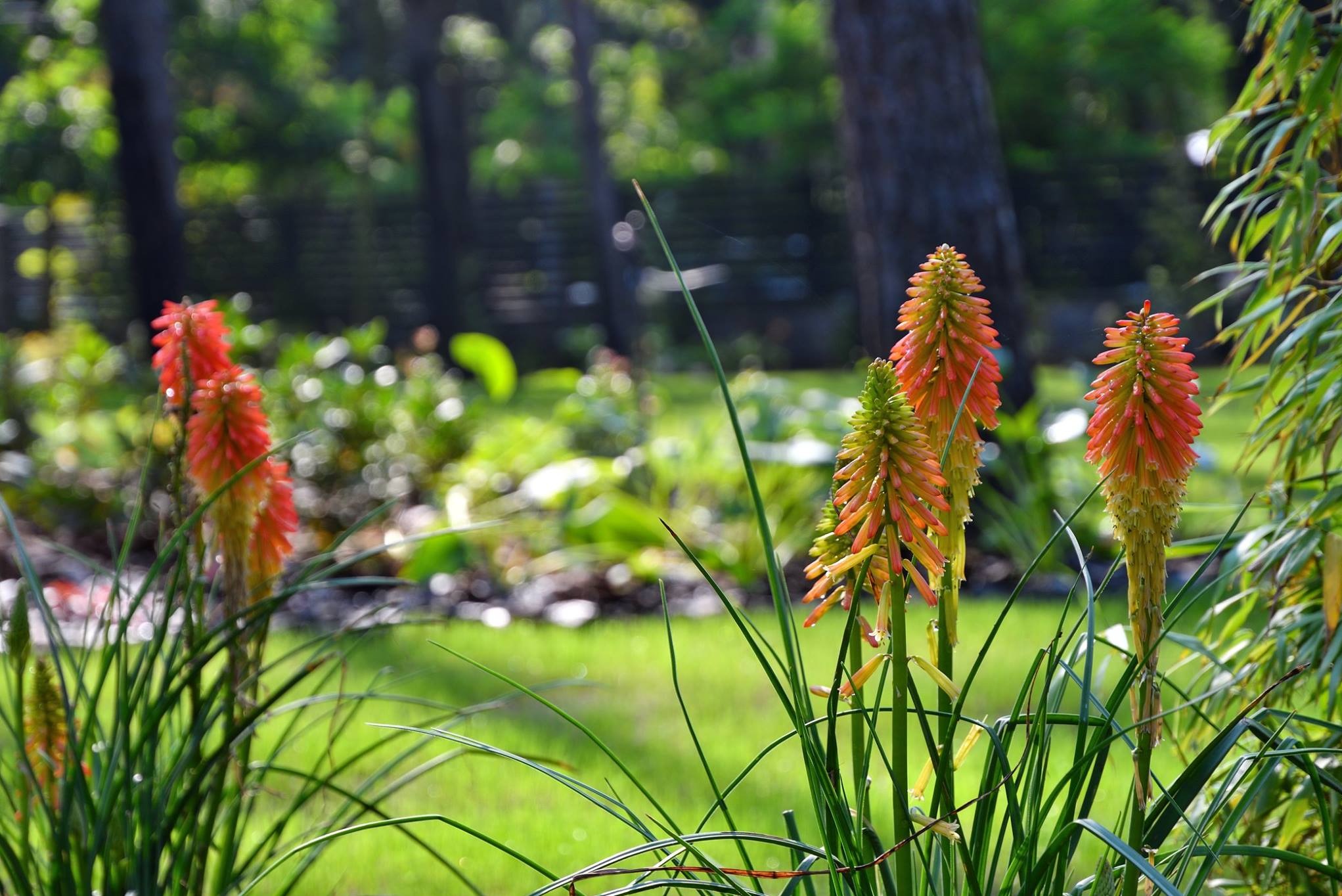 Projektujemy i urządzamy ogrody i tereny zieleni