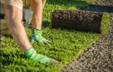 zakładamy trawniki z siewu i trawnik z rolki