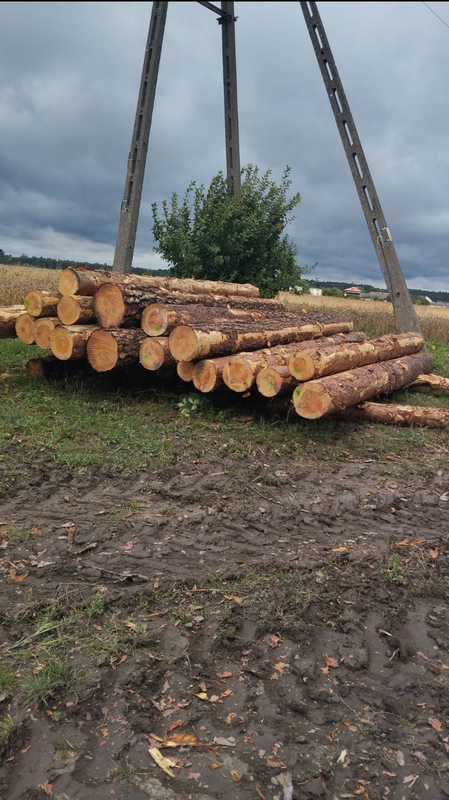 Stos świeżo ściętych bali sosnowych z zielonymi i różowymi oznaczeniami na czołach, ułożonych na błotnistym gruncie w pobliżu pola i betonowego słupa energetycznego pod pochmurnym niebem.
