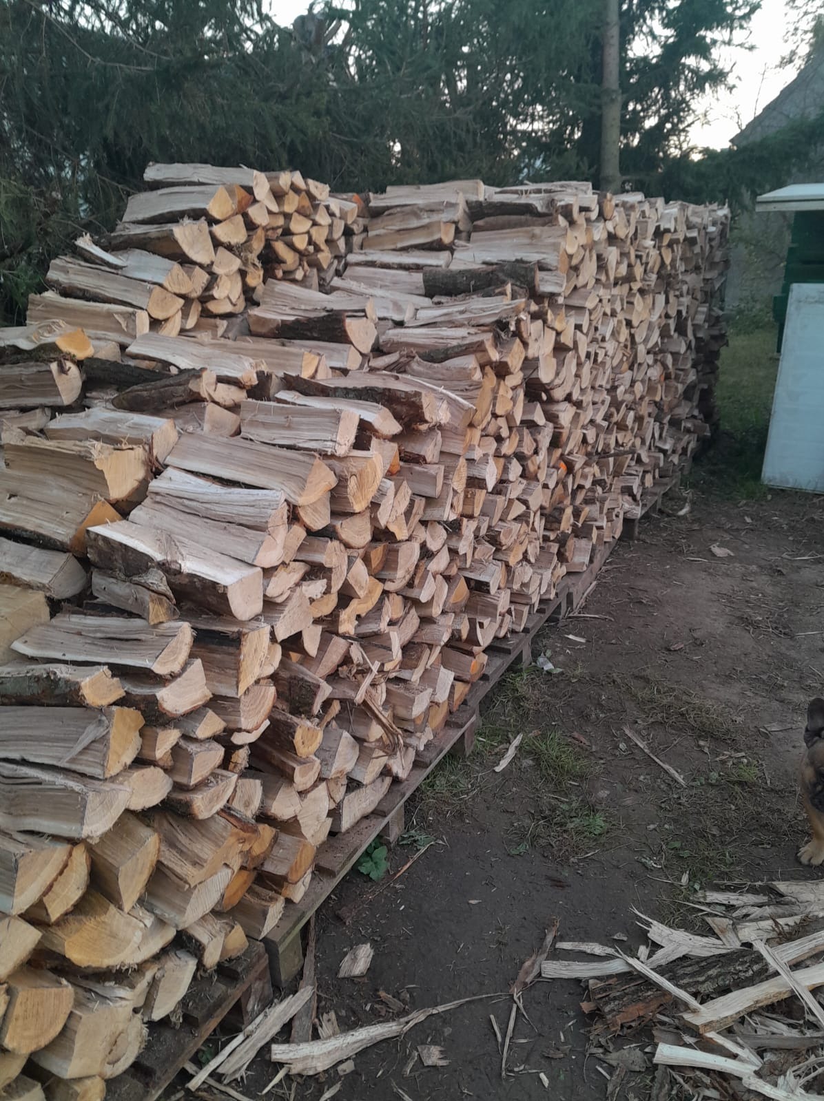 Drewno kominkowe DĘBOWE połupane. Dowóz do klienta Jeden transport maksymalnie 6mp