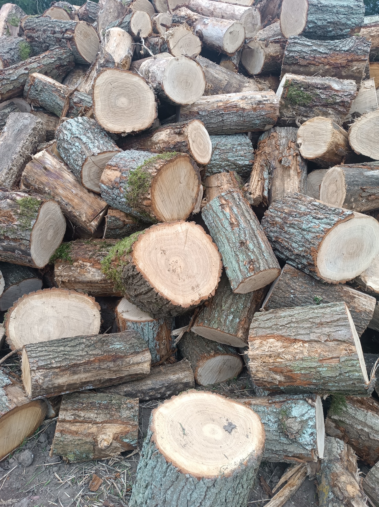 Stos dębowych kloców drewna kominkowego z widocznymi słojami i fragmentami kory porośniętej mchem, ułożonych w nieuporządkowany sposób na ziemi.