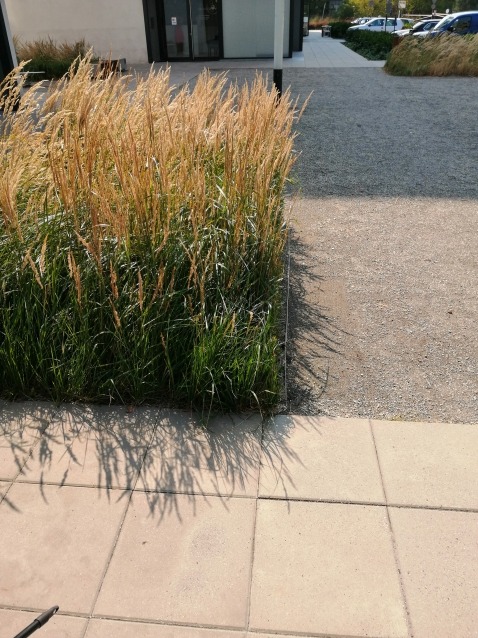 Kępa ozdobnej trawy w donicy przy chodniku z kostki brukowej i żwirowej ścieżce, na tle nowoczesnego budynku.