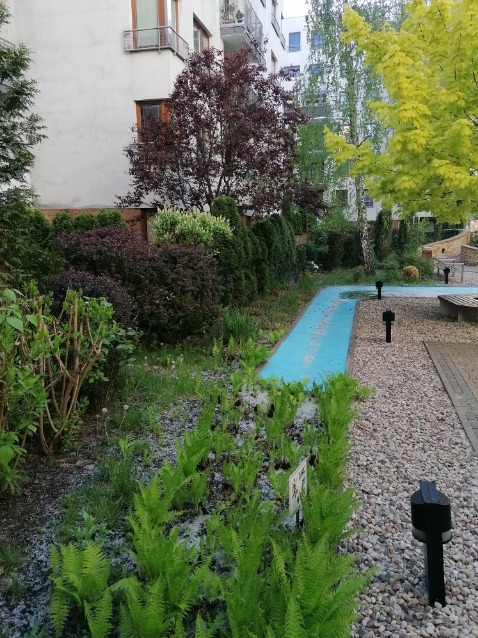 Fragment ogrodu z rabatą paproci, niebieskim strumykiem i drzewami na tle budynku mieszkalnego.