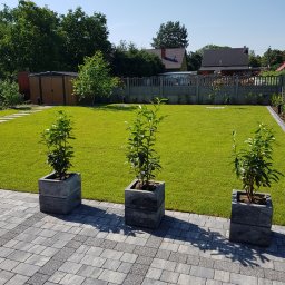 Trawa z rolki Jarocin 1