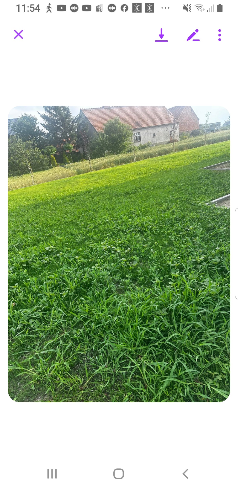 Nisko skoszona trawa z widocznymi chwastami na tle wiejskiego domu z czerwoną dachówką i młodymi drzewkami.