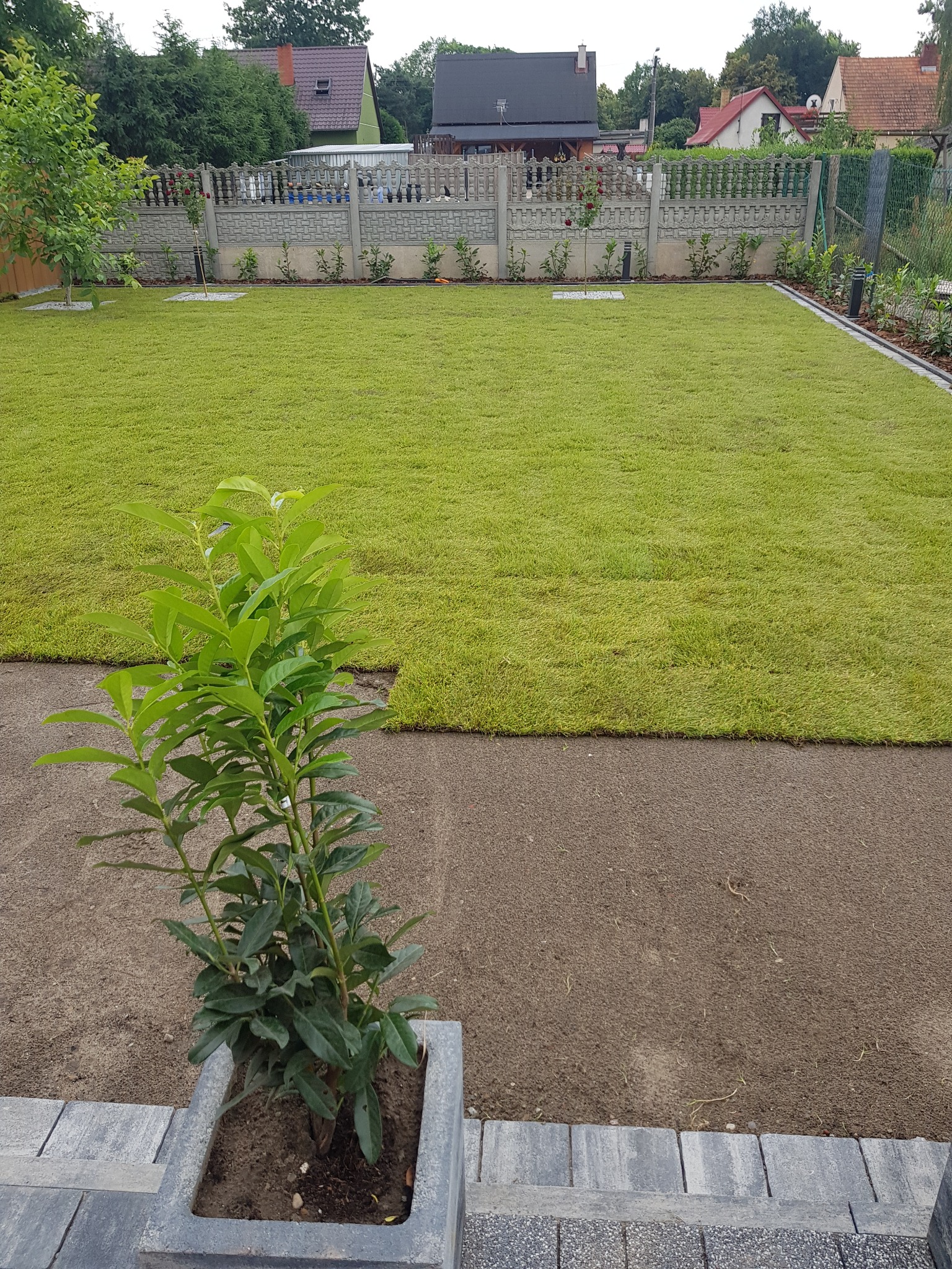 Świeżo ułożona trawa z rolki tworząca równy trawnik, widoczny mały krzew w donicy z szarego kamienia na pierwszym planie, w tle ogrodzenie z betonowych elementów.