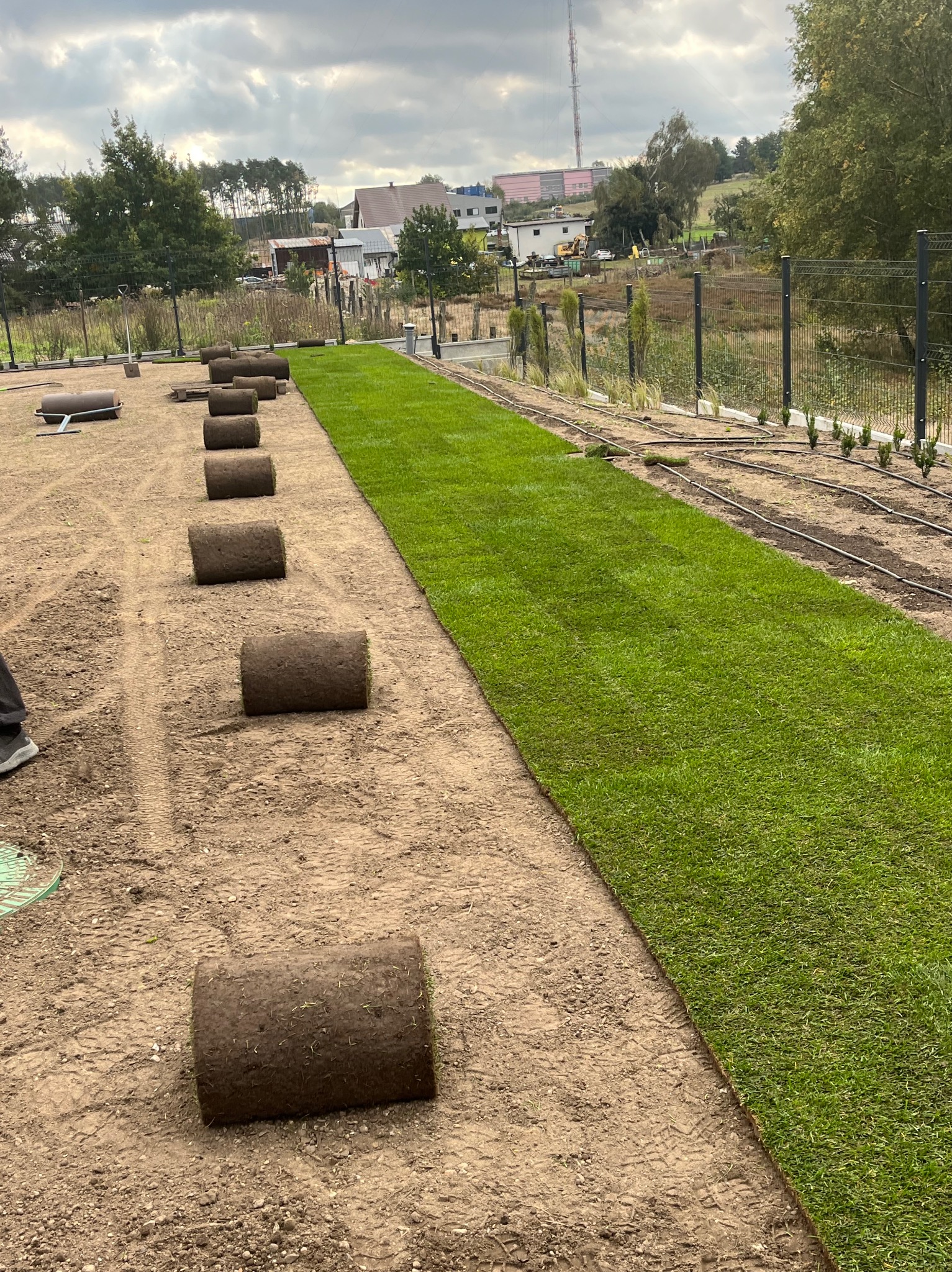 Rozwijanie trawy z rolki na przygotowanym podłożu, widoczne rolki trawy czekające na rozłożenie, system nawadniania w tle.