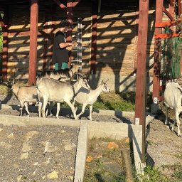 Skolici a terapeutickie Centrum Life - Młody mężczyzna karmi stado kóz w zagrodzie w Třincu, widoczne drewniane elementy konstrukcyjne i kamieniste podłoże.