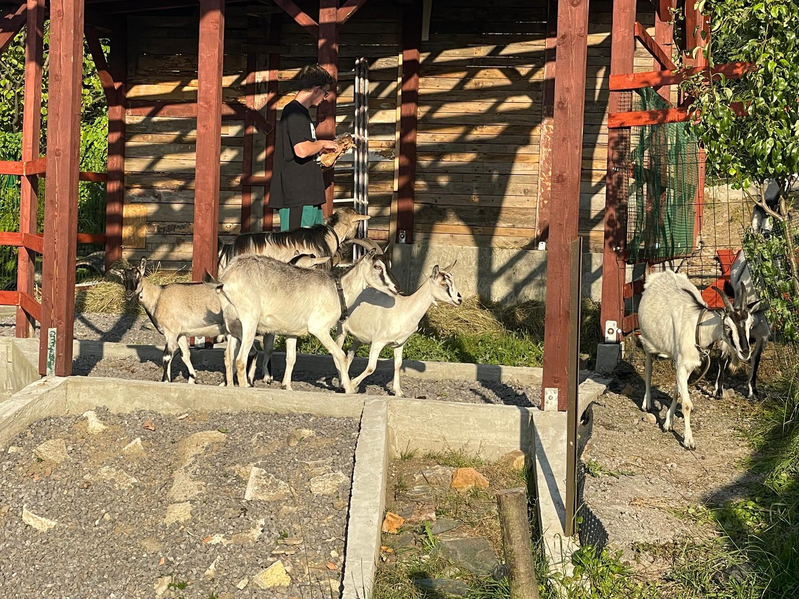 Młody mężczyzna karmi stado kóz w zagrodzie w Třincu, widoczne drewniane elementy konstrukcyjne i kamieniste podłoże.