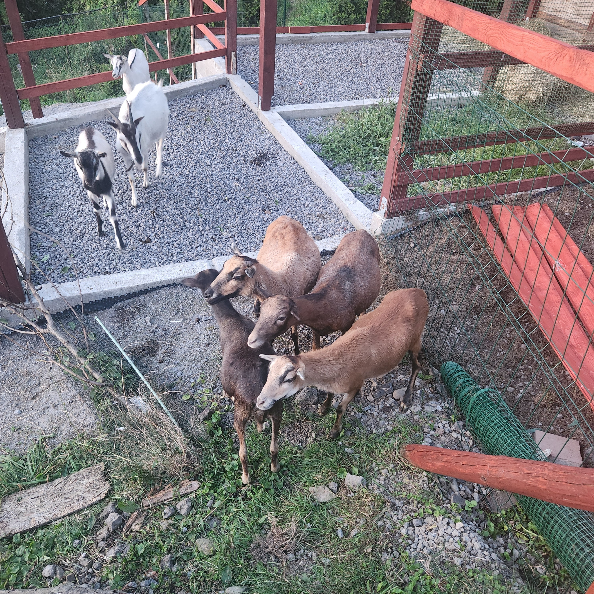 Stado kóz różnych ras w zagrodzie z drewnianą konstrukcją i żwirowym podłożem, widok z góry.