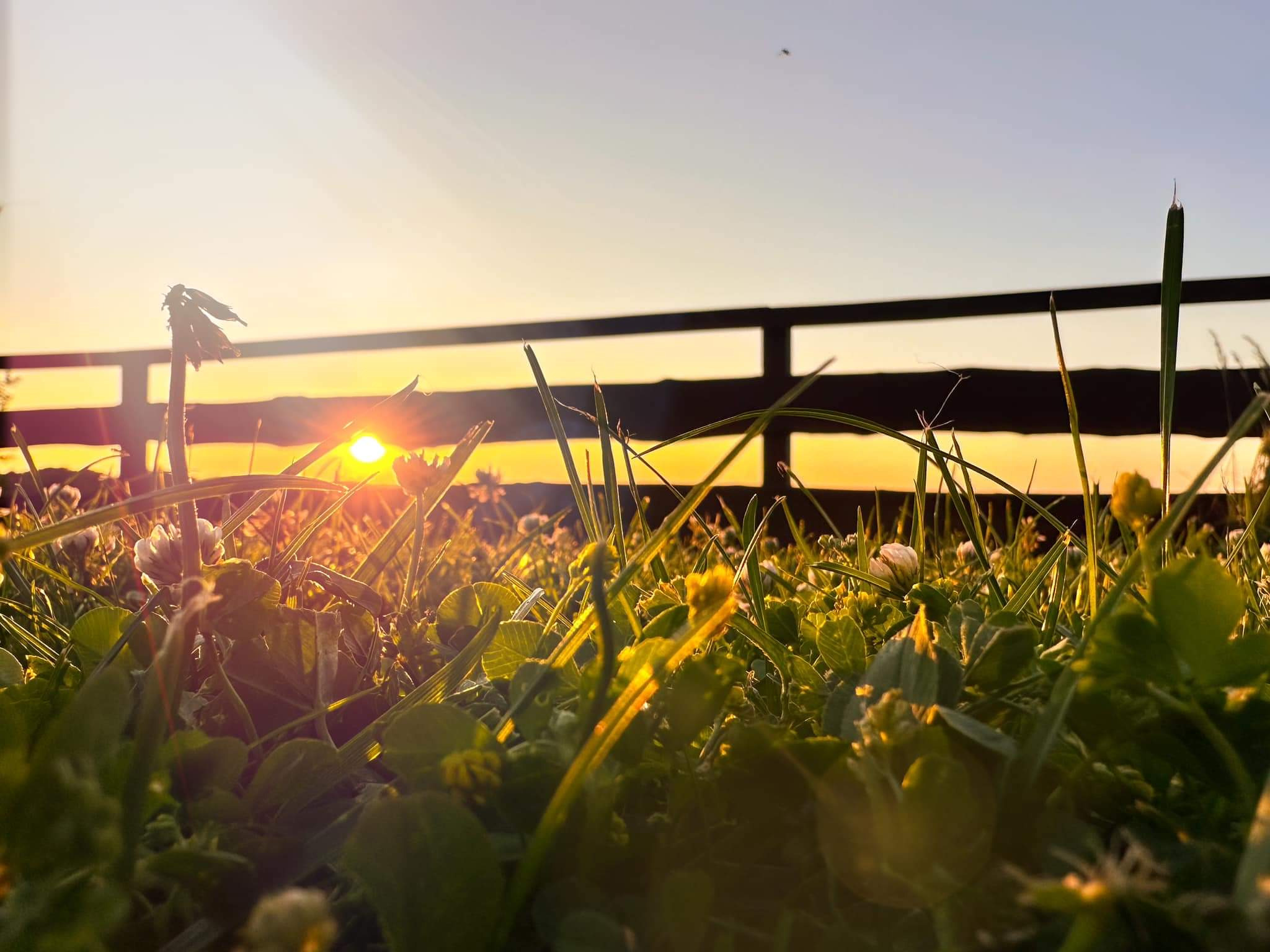 Niski kąt widzenia na łąkę z koniczyną i trawą w promieniach zachodzącego słońca, z drewnianym ogrodzeniem w tle.