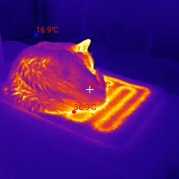 Zdjęcia i badania termowizyjne - kot wyraził zgodę na publikację wizerunku :)