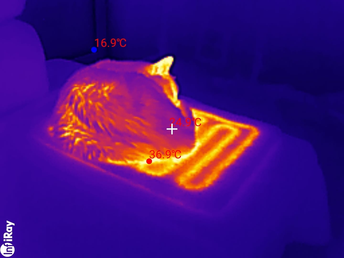 Zdjęcia i badania termowizyjne - kot wyraził zgodę na publikację wizerunku :)