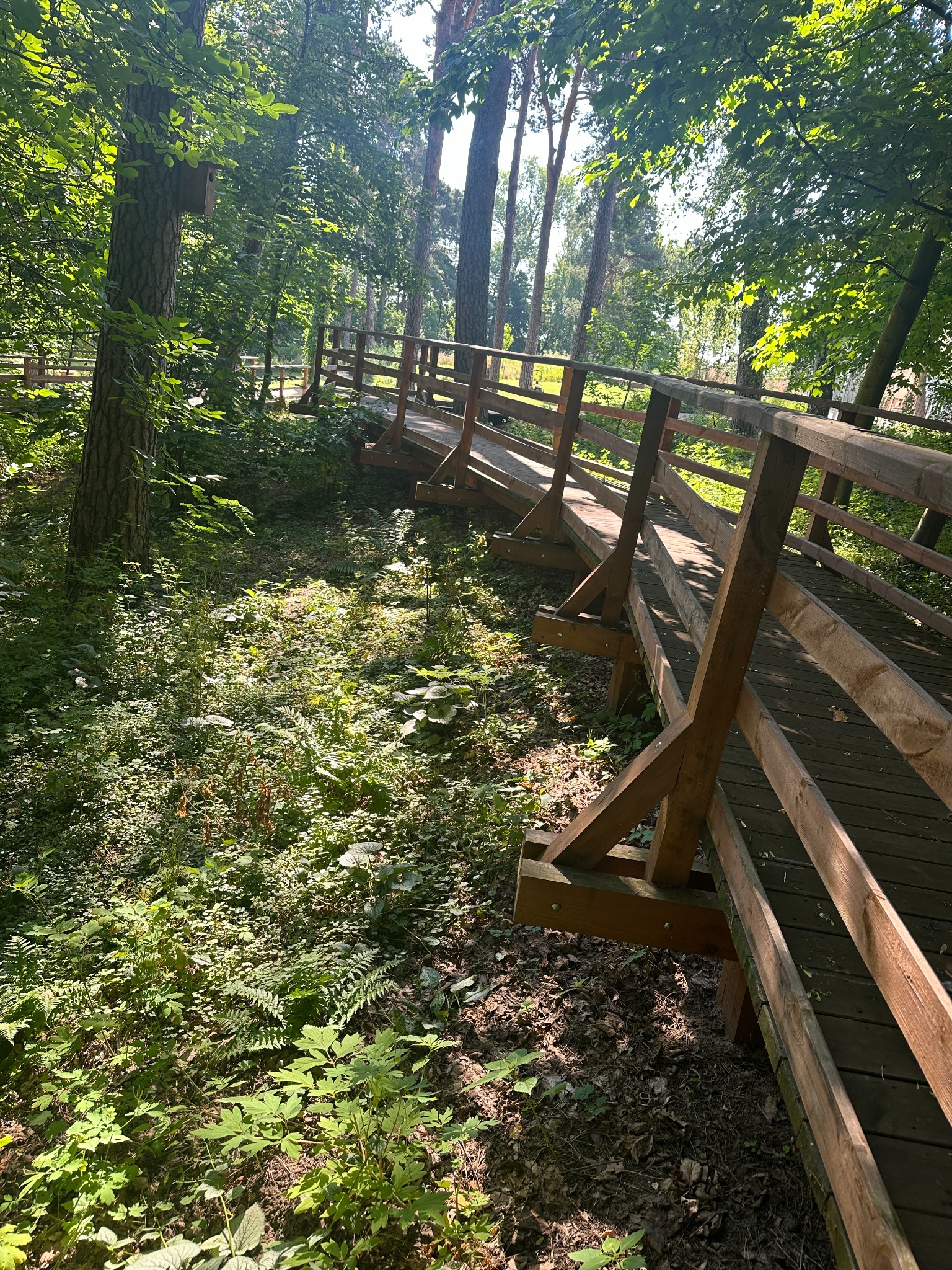 Drewniany mostek w lesie, prowadzący przez zarośla, z widoczną budką dla ptaków na drzewie.