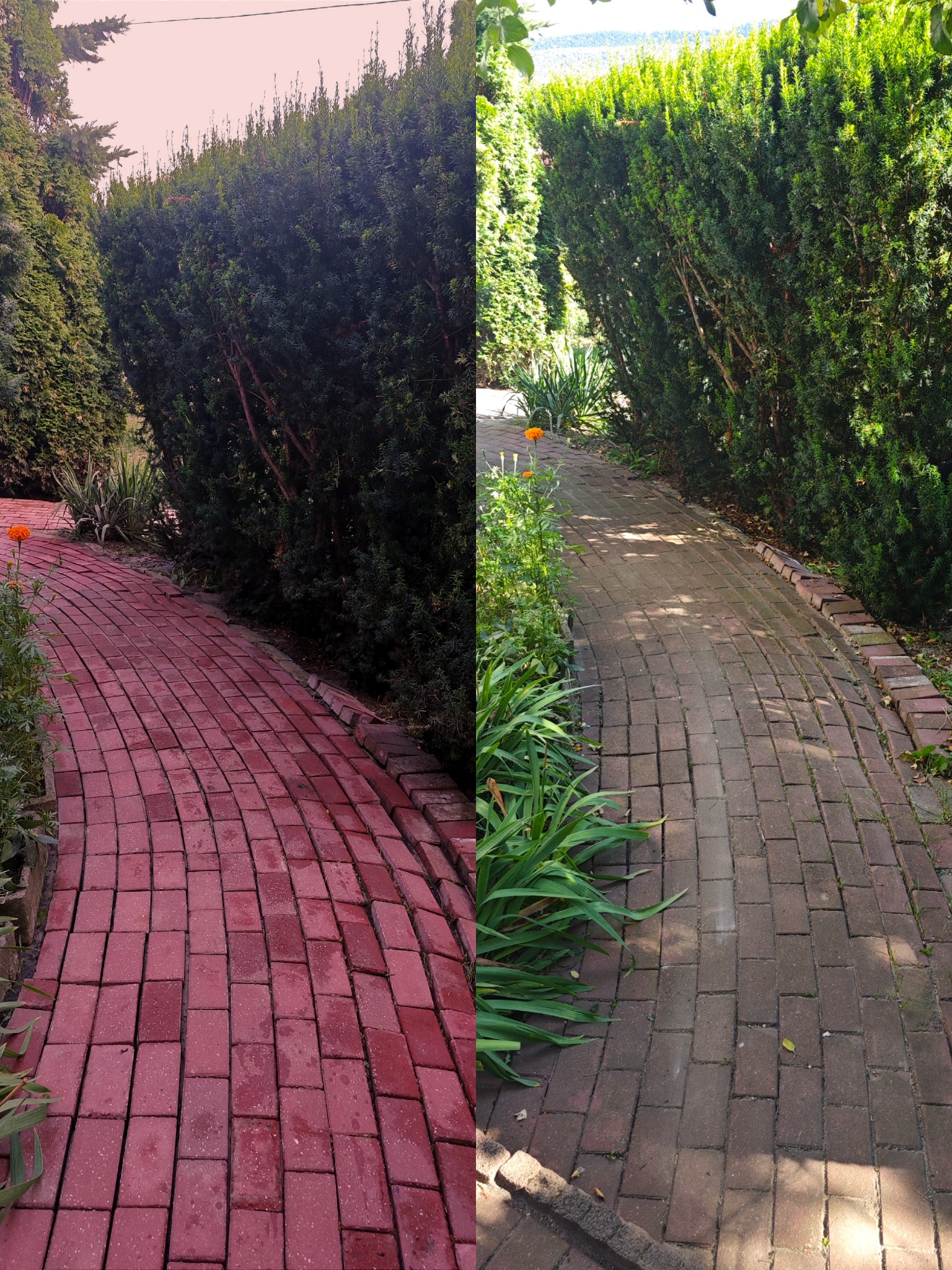 Częściowo wyczyszczona czerwona kostka brukowa, po lewej stronie brudna, po prawej czysta, obok żywopłot i kwiaty.