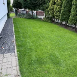 Równy, zielony trawnik przydomowy, graniczący z rzędem wysokich, ciemnozielonych iglaków i ścieżką z szarego kamienia, z widocznym wężem ogrodowym.