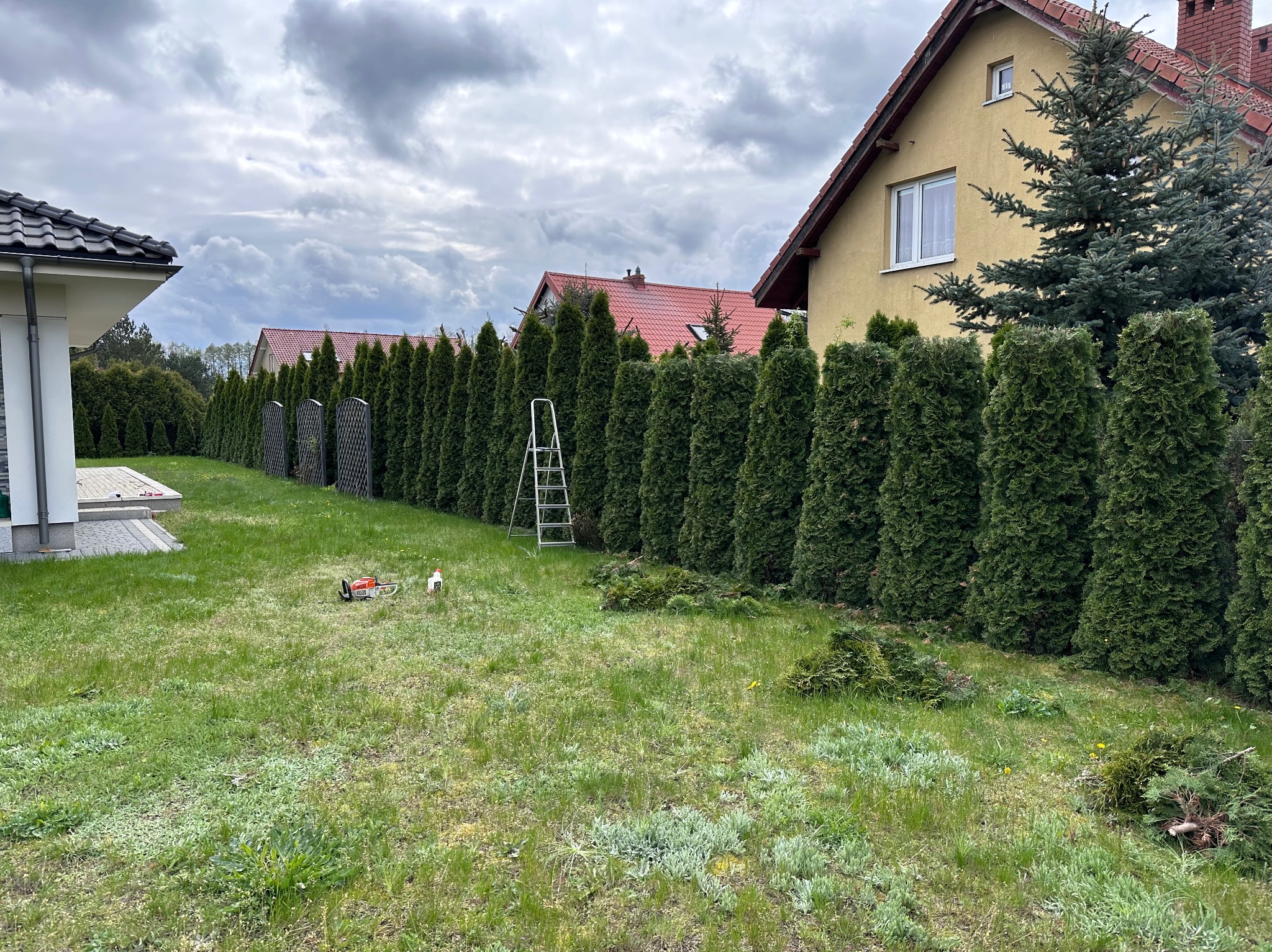 Długi szpaler gęsto posadzonych tui, częściowo przyciętych, z drabiną opartą o jedną z nich, obok leży pilarka spalinowa i butelka oleju, w tle domy jednorodzinne pod pochmurnym niebem.