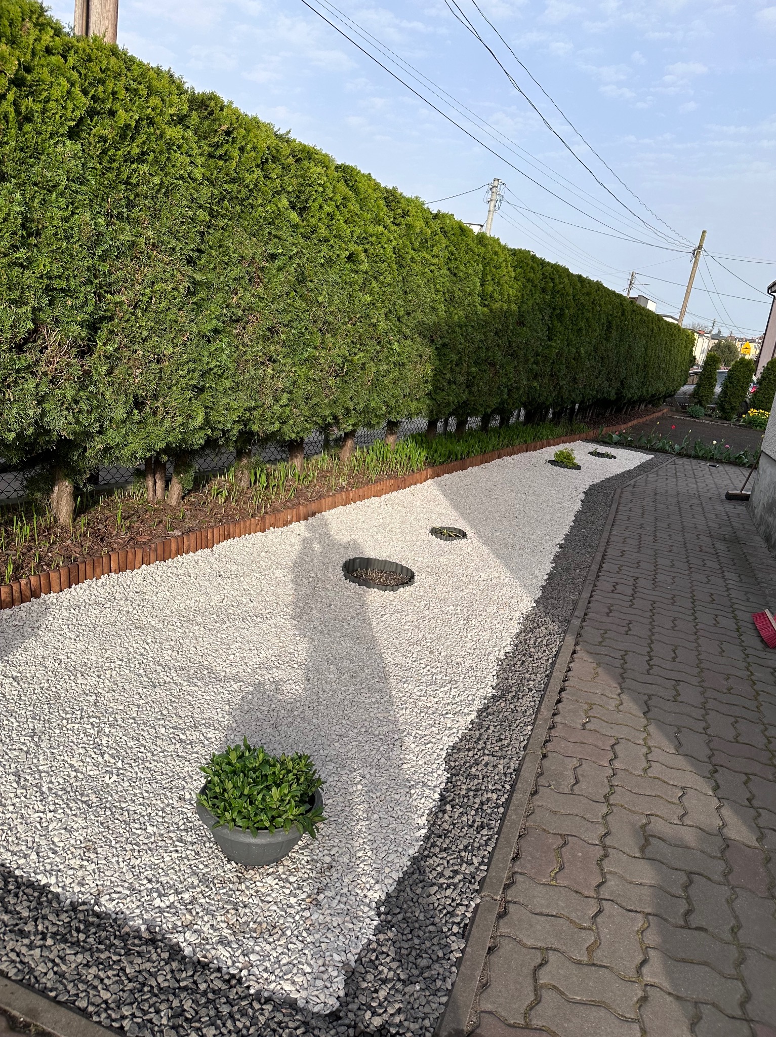 Ogród z białym żwirem, obrzeżem z palików i równo przyciętym żywopłotem z tui, donica z zieloną rośliną na pierwszym planie, widok z boku na ścieżkę z kostki brukowej.