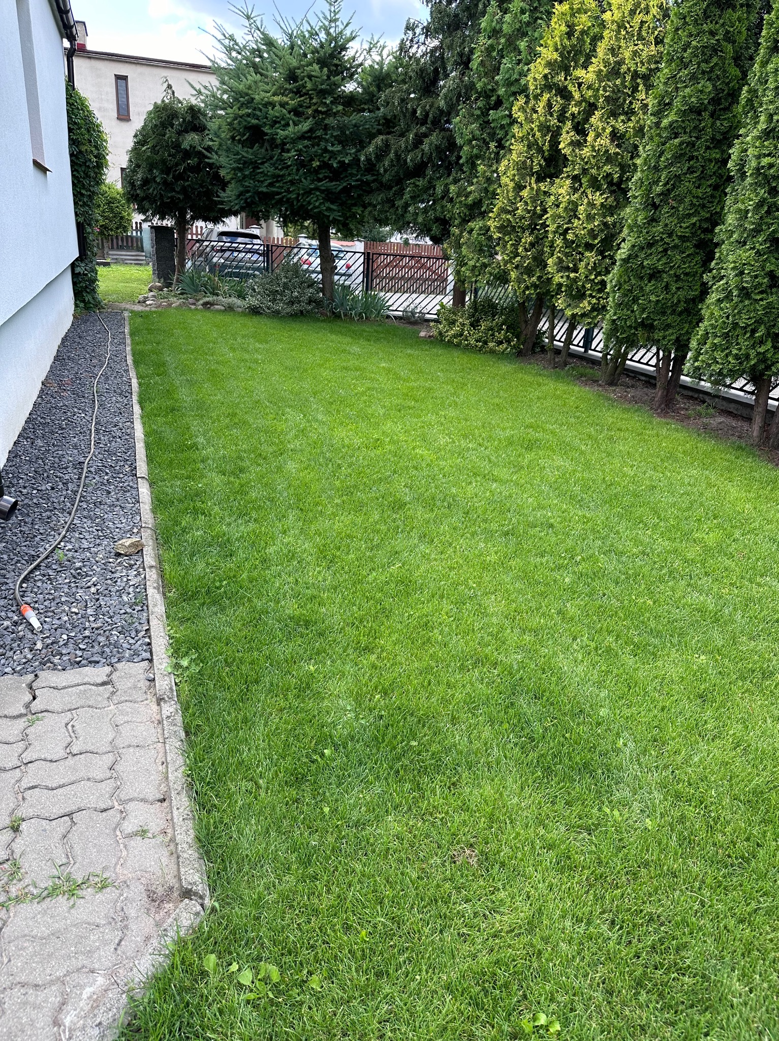 Równy, zielony trawnik przydomowy, graniczący z rzędem wysokich, ciemnozielonych iglaków i ścieżką z szarego kamienia, z widocznym wężem ogrodowym.