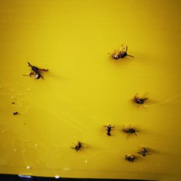 Dezynsekcja i deratyzacja Bełchatów 2