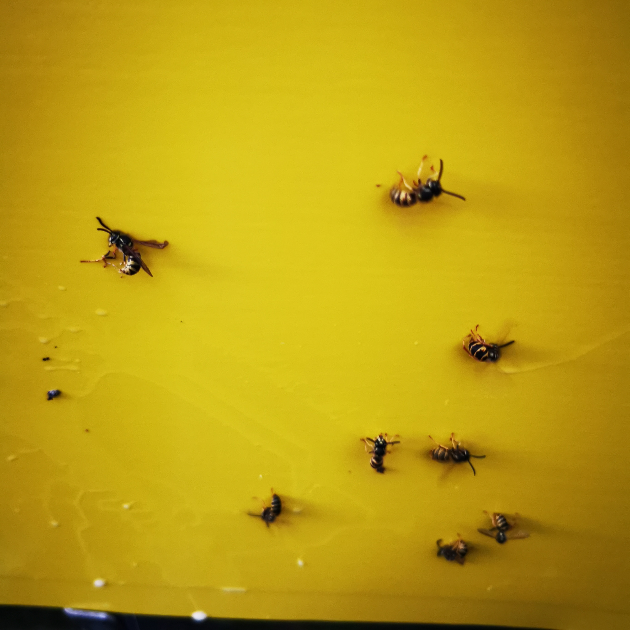 Żółta lepka pułapka z kilkoma uwięzionymi osami, niektóre leżą na grzbiecie, inne wciąż się szamoczą.
