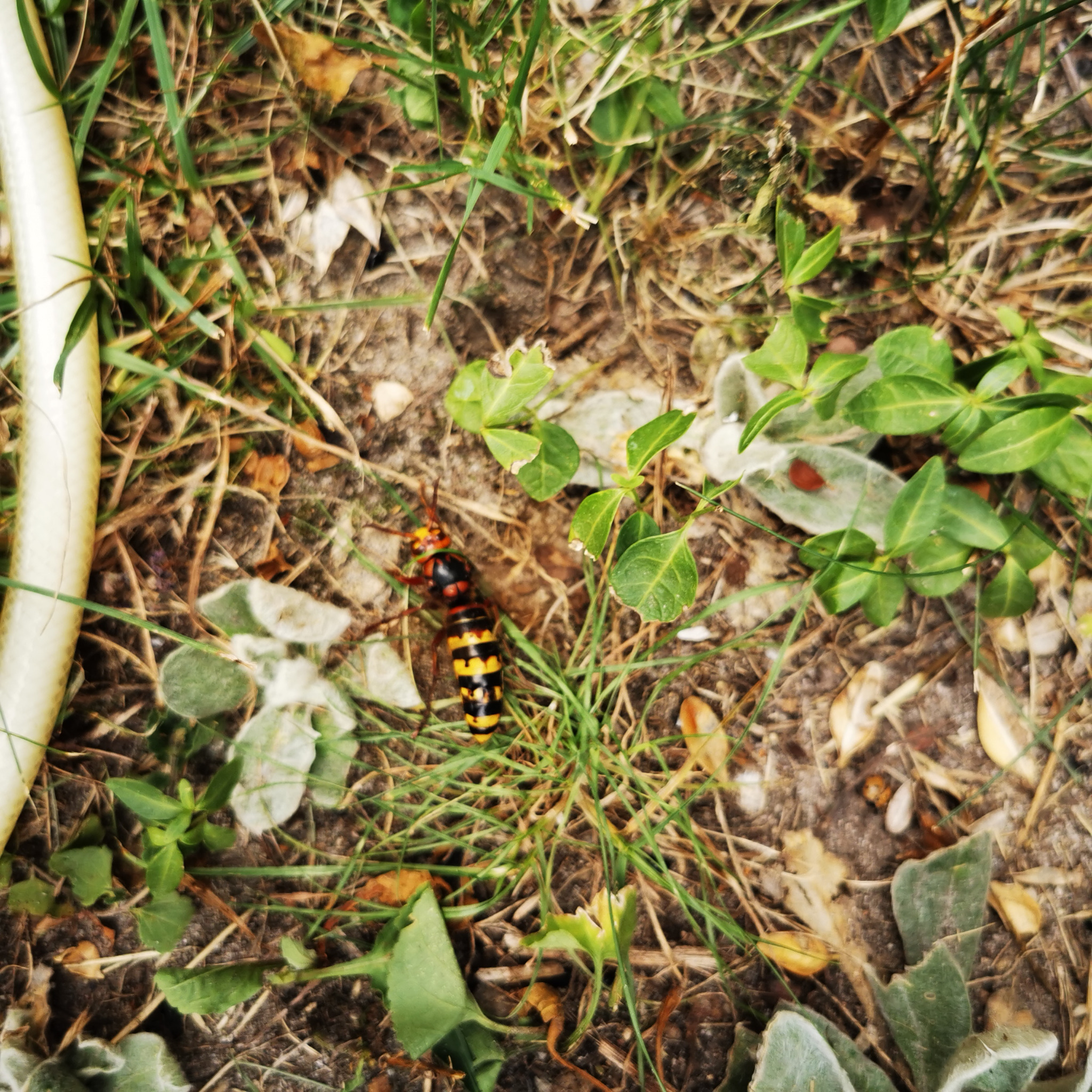 Szerszeń europejski z charakterystycznym żółto-czarnym ubarwieniem na trawie z elementami ściółki i fragmentem węża ogrodowego po lewej stronie kadru.