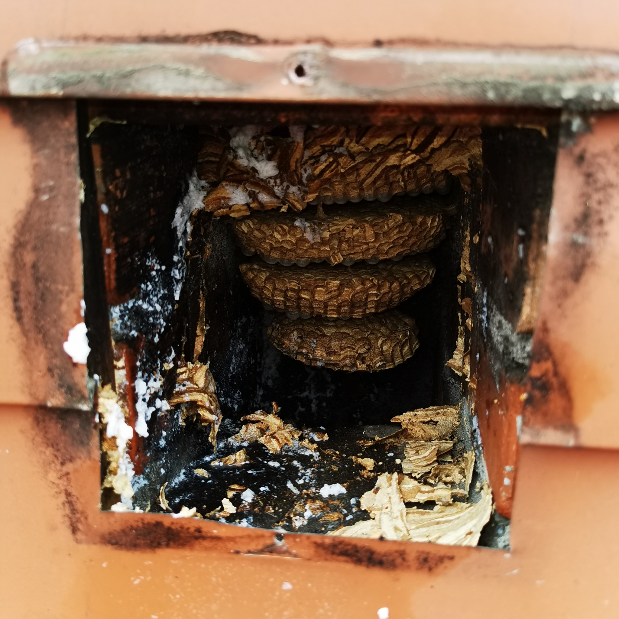 Gniazdo os w otworze wentylacyjnym pod dachem, widoczne warstwy plastra z larwami i resztki materiału gniazdowego, ślady czarnego nalotu i białych plam.