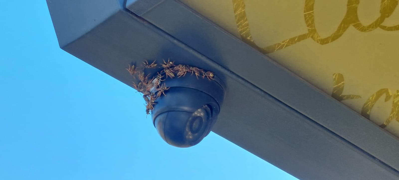 Gniazdo os na kamerze monitoringu, widok z dołu na tle błękitnego nieba.