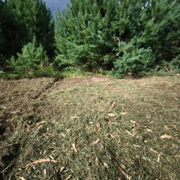 Rafał Stanisławski - Teren po wycince drzew i frezowaniu pni, z widocznymi pozostałościami drewna i ściętej trawy. W tle rząd drzew iglastych pod pochmurnym niebem.