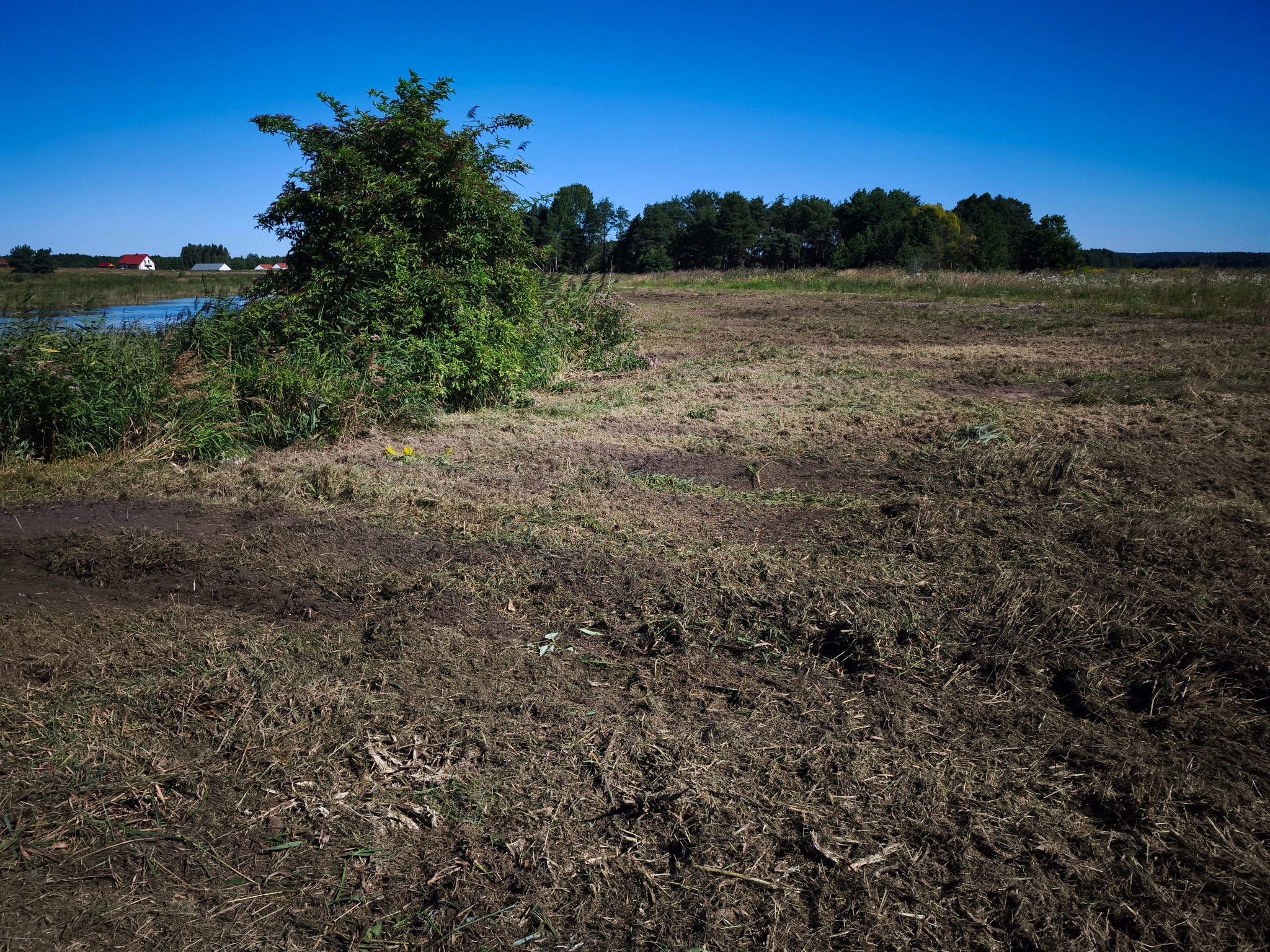 Pole po skoszeniu trawy z widocznymi śladami kół, na skraju którego rośnie krzew. W tle zabudowania i las pod błękitnym niebem.