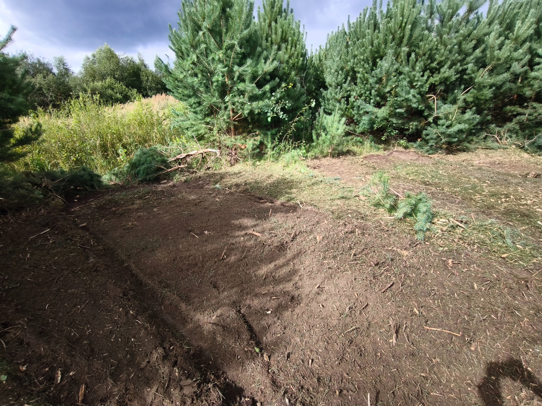 Przygotowany teren pod nasadzenia, widoczne ślady po wycince drzew i niwelacji, w tle gęste drzewa iglaste i zachmurzone niebo.