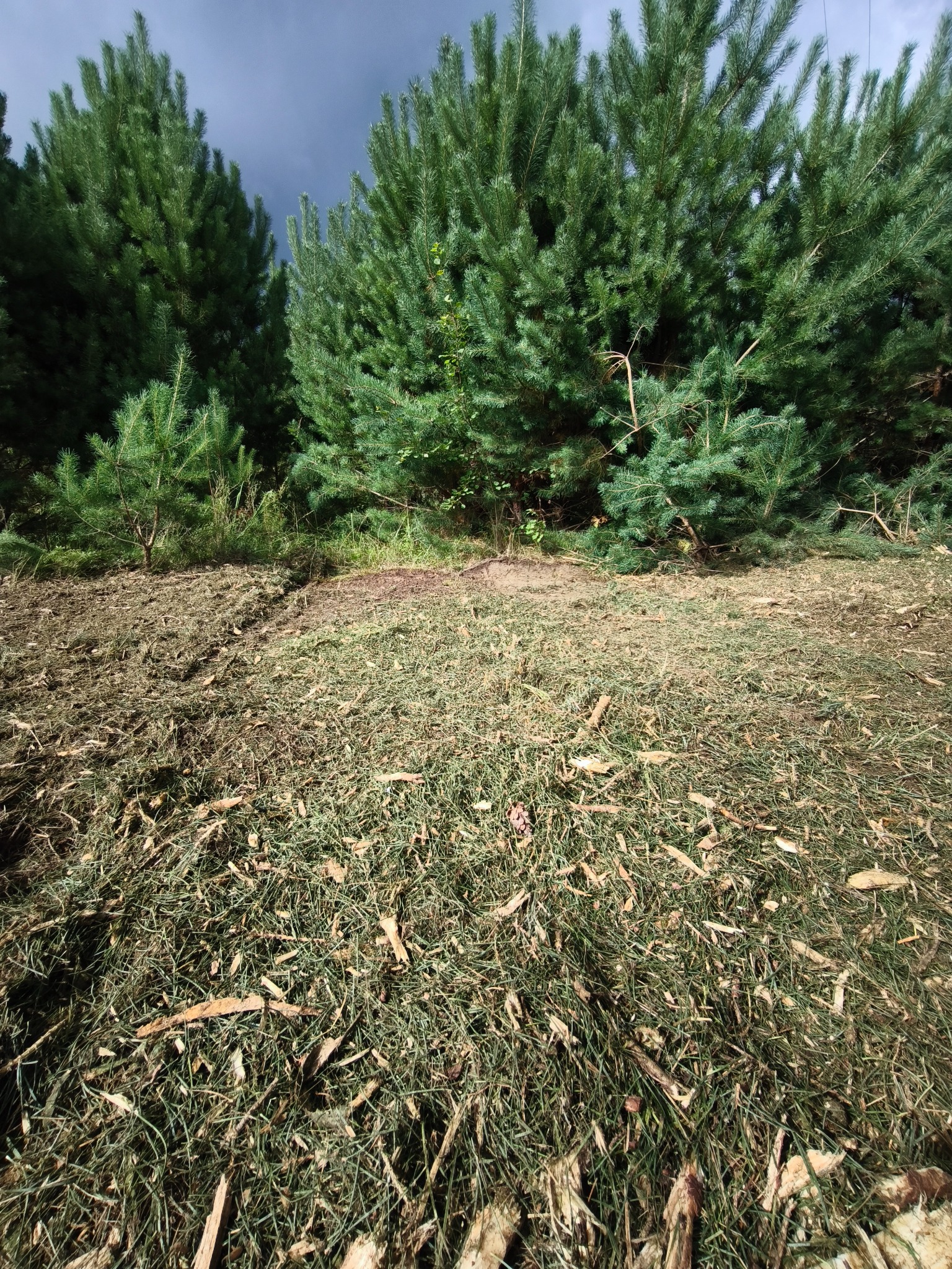 Teren po wycince drzew i frezowaniu pni, z widocznymi pozostałościami drewna i ściętej trawy. W tle rząd drzew iglastych pod pochmurnym niebem.