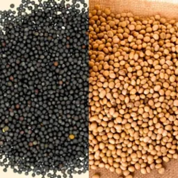 Dwa rodzaje nasion: czarne, drobne nasiona rzepaku i beżowe, większe nasiona soi, ułożone obok siebie na neutralnym tle i jutowym worku.