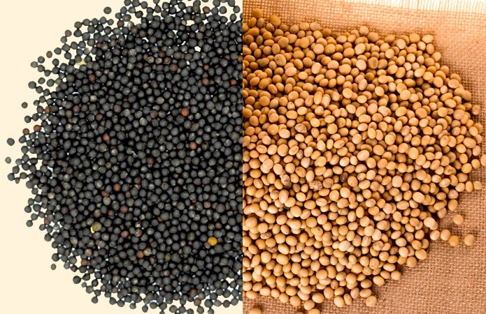 Dwa rodzaje nasion: czarne, drobne nasiona rzepaku i beżowe, większe nasiona soi, ułożone obok siebie na neutralnym tle i jutowym worku.