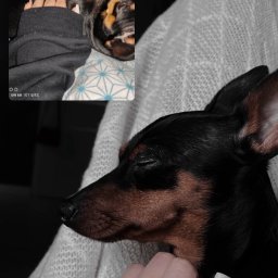 Wyprowadzanie psów Rzeszów 1