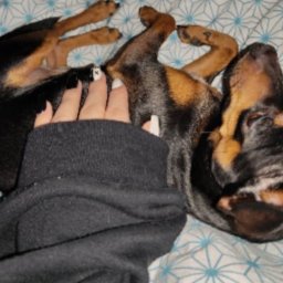 Wyprowadzanie psów Rzeszów 2