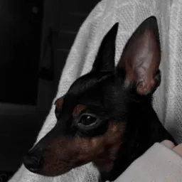 Profil głowy czarnego pinczera miniaturowego z brązowymi akcentami, spoczywającego na białym kocu z dzianiny, widoczny fragment rękawa bluzy.