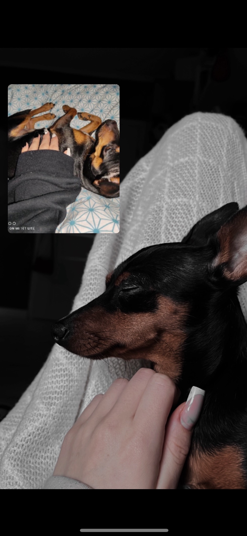 Śpiący pinczer miniaturowy z zamkniętymi oczami, głowa oparta na dłoni osoby, w tle widać ekran telefonu z drugim psem leżącym na łóżku.