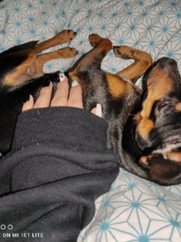 Czarny pies rasy jamnik śpiący na plecach, drapany po brzuchu przez dłoń z czarno-białym manicure na tle niebieskiej pościeli.