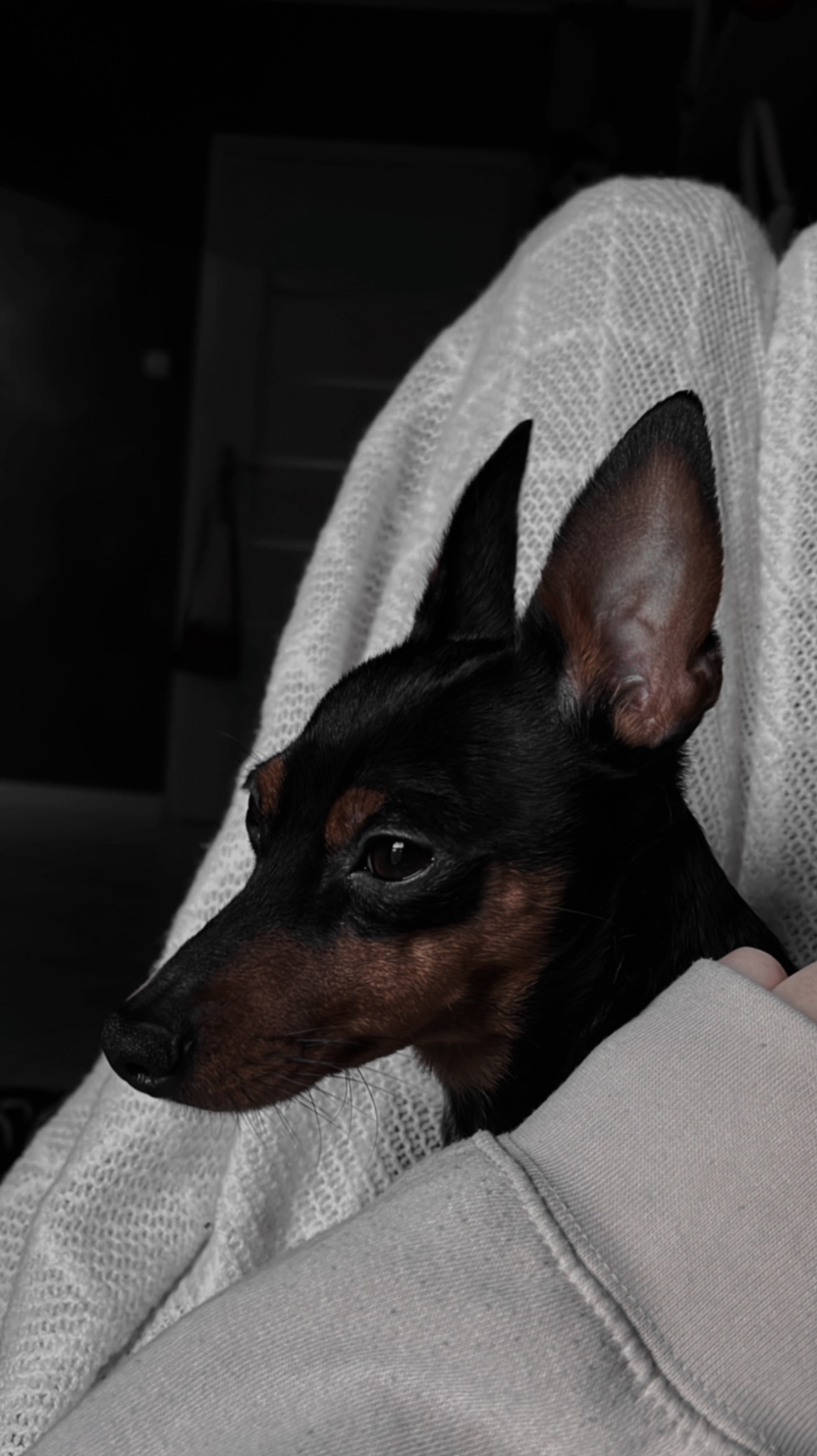 Profil głowy czarnego pinczera miniaturowego z brązowymi akcentami, spoczywającego na białym kocu z dzianiny, widoczny fragment rękawa bluzy.