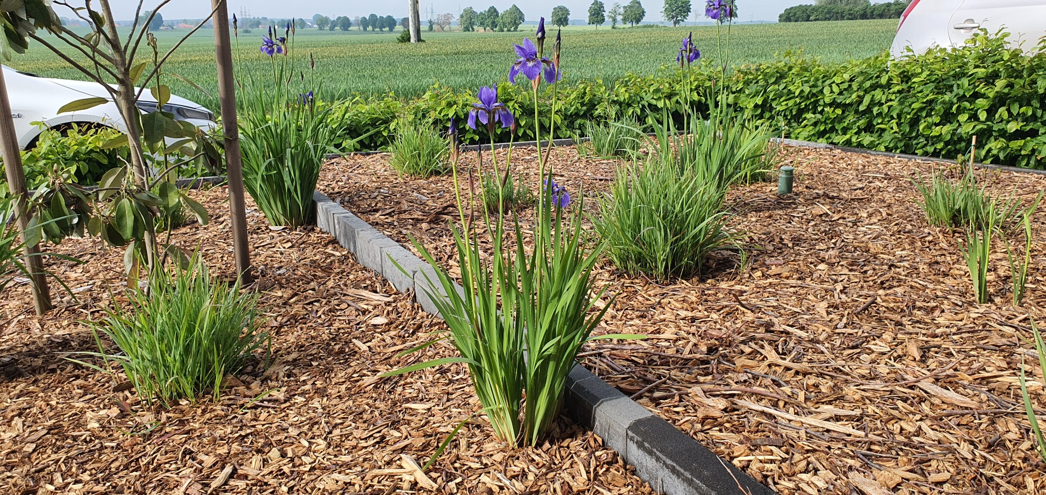Rabata z irysami i korą w Oleśnicy, obrzeże z szarej kostki, w tle pole i linia drzew, częściowo widoczny biały samochód.