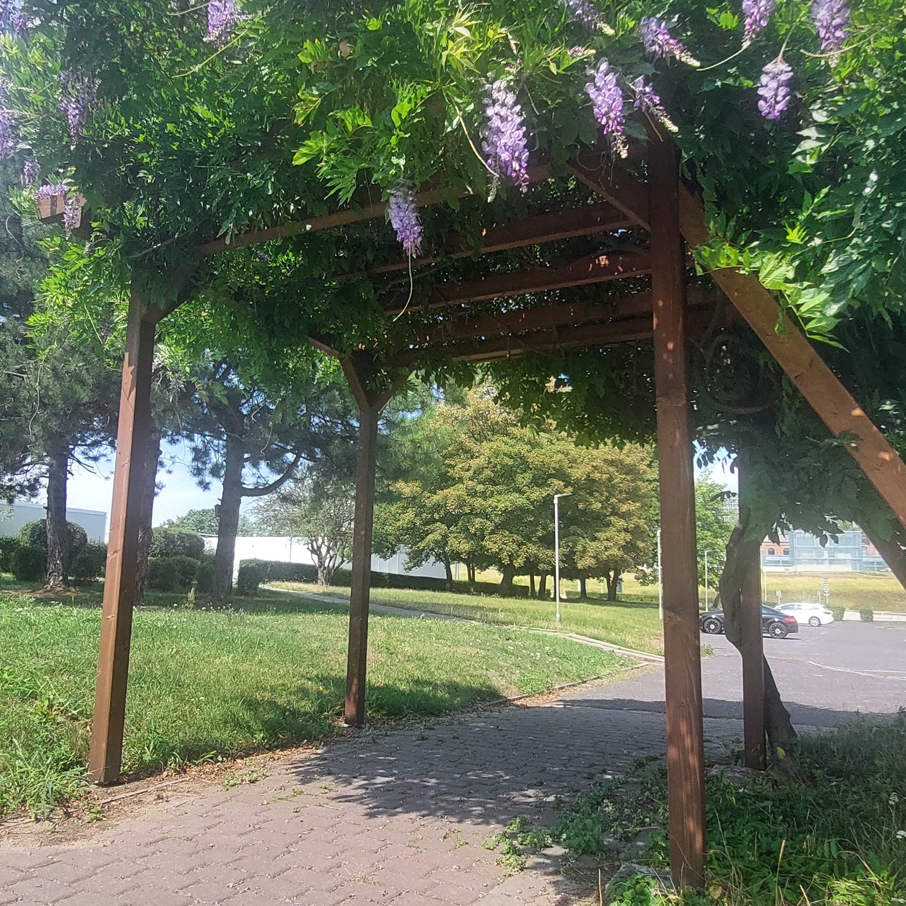 Drewniana pergola porośnięta wisterią, tworząca zacienione przejście w parku. Widoczne kwitnące pnącza, trawnik i drzewa w tle, z fragmentem parkingu w oddali.