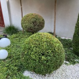 Trawa z rolki Kielce 4