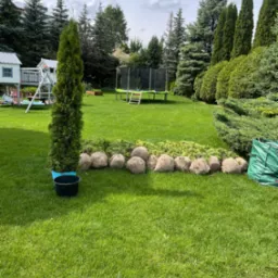 Przygotowane sadzonki drzew iglastych w jutowych workach stojące na trawniku, obok mała tuja w niebieskiej doniczce, w tle trampolina i domek dla dzieci.
