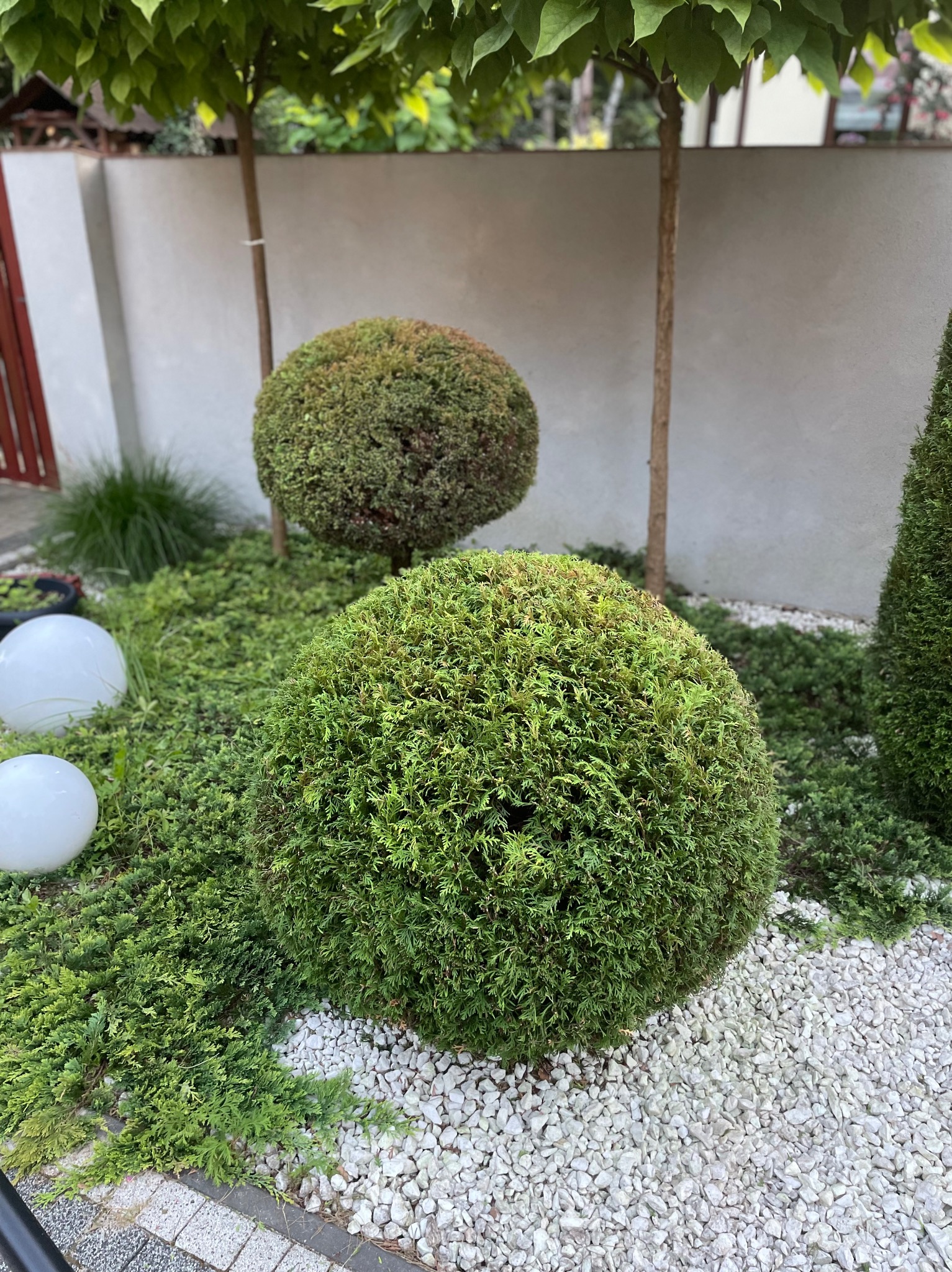 Ogród z kulistymi i stożkowymi formami strzyżonych iglaków, białym żwirem i nowoczesnymi lampami kulami.