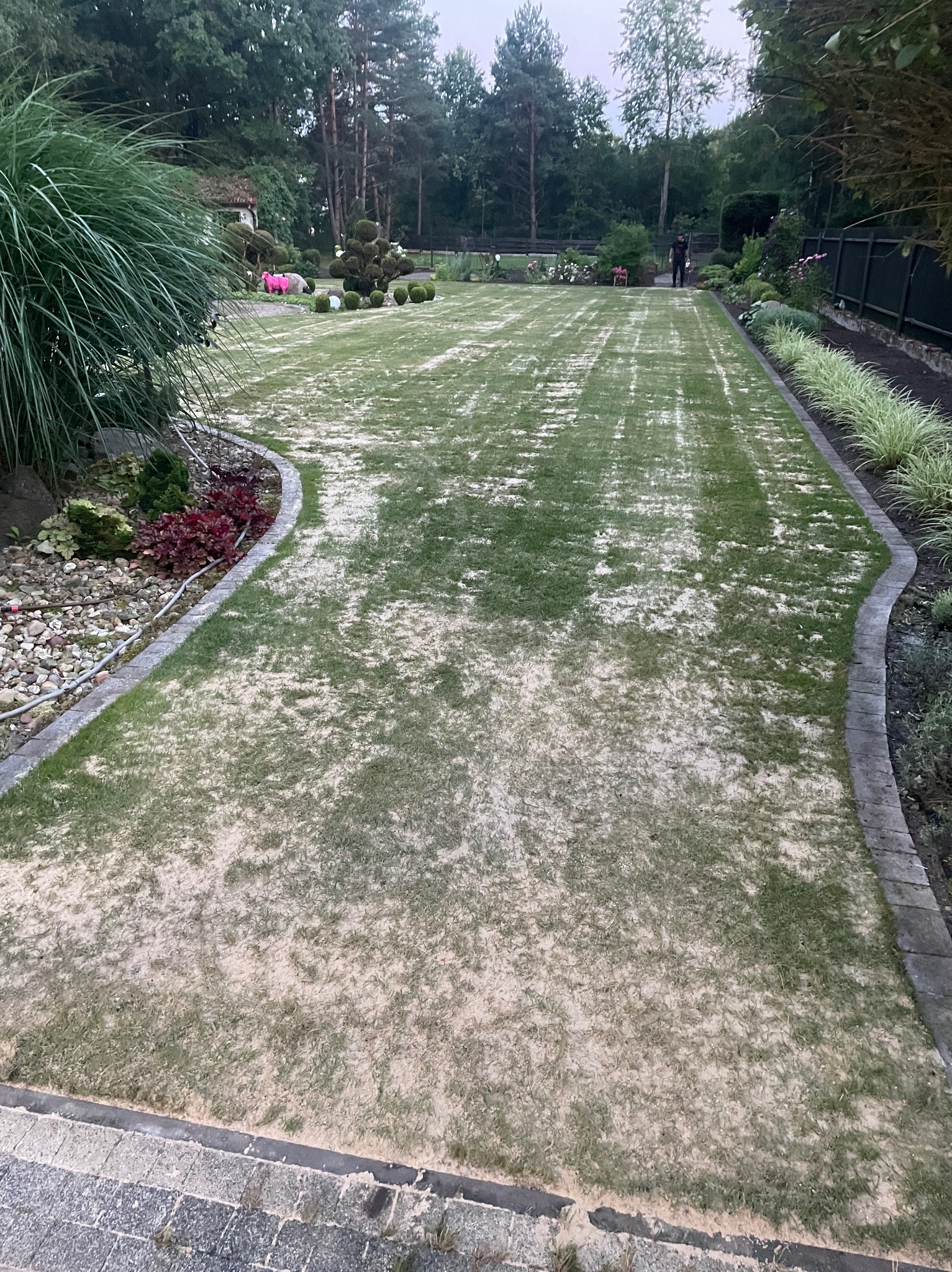 Świeżo założony trawnik, z widocznymi śladami piasku lub ziemi na powierzchni, otoczony rabatami z roślinami i ozdobnymi kamieniami, w tle drzewa i krzewy.