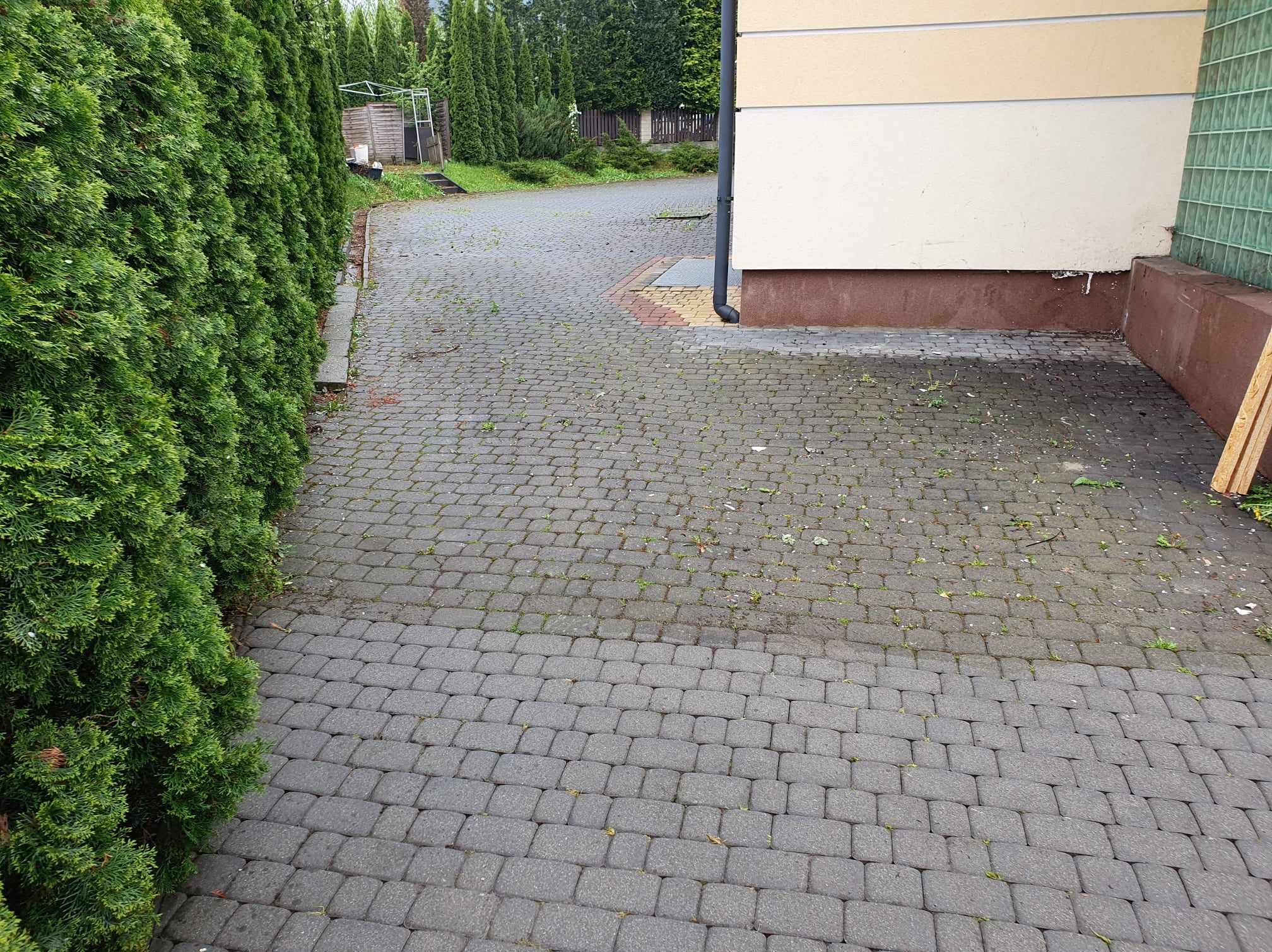 Szara kostka brukowa na podjeździe z pojedynczymi chwastami, obok ściana budynku i rząd wysokich, gęstych tuj.